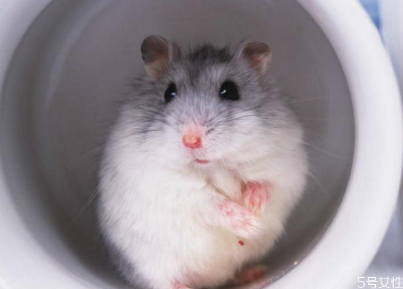 學(xué)生適合養(yǎng)什么倉鼠 不同倉鼠的飼養(yǎng)環(huán)境 學(xué)生適合養(yǎng)什么倉鼠 不同倉鼠的飼養(yǎng)環(huán)境