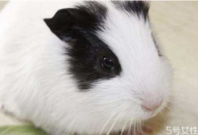 倉鼠不想養(yǎng)了能放生嗎 不想養(yǎng)倉鼠了怎么處理 倉鼠不想養(yǎng)了能放生嗎 不想養(yǎng)倉鼠了怎么處理