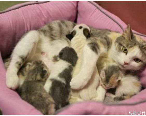 貓咪坐月子吃什么好 產后母貓如何補充營養(yǎng) 貓咪坐月子吃什么好 產后母貓如何補充營養(yǎng)