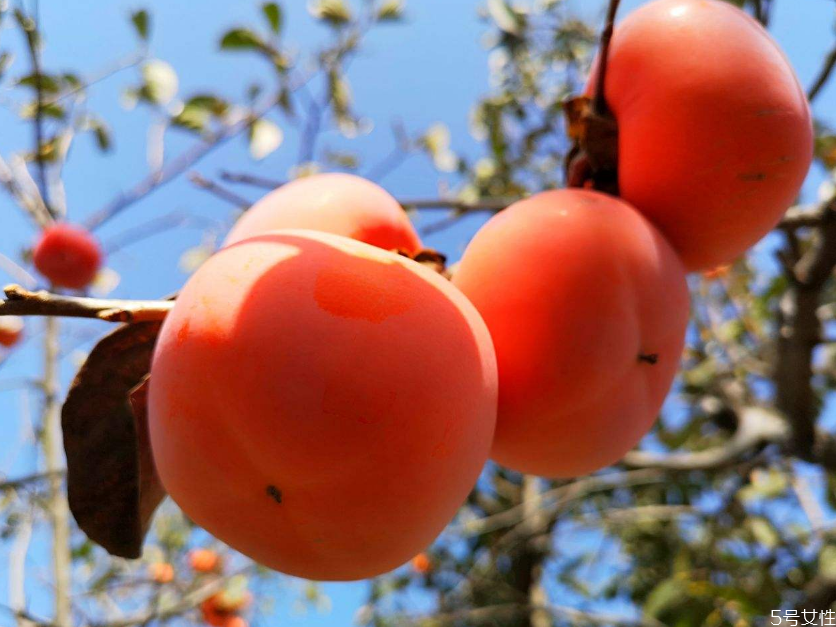 柿子長期儲存方法 柿子怎么冷凍保存 柿子長期儲存方法 柿子怎么冷凍保存