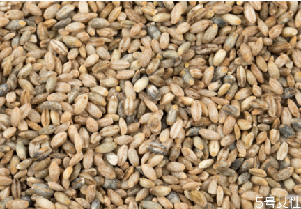 青稞米要泡多久才能煮飯 青稞米怎么做好吃 青稞米要泡多久才能煮飯 青稞米怎么做好吃