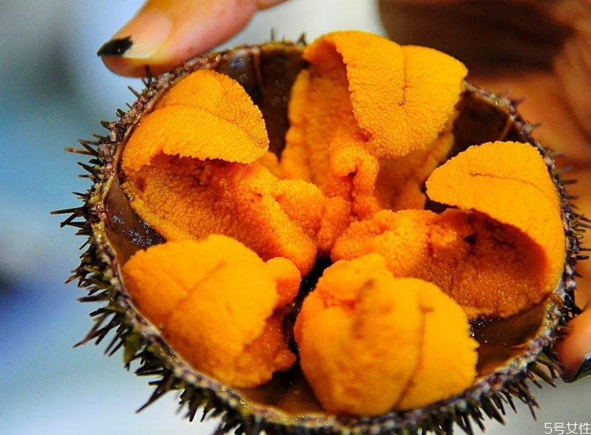 海膽生吃什么味道 新鮮海膽怎么直接吃 海膽生吃什么味道 新鮮海膽怎么直接吃