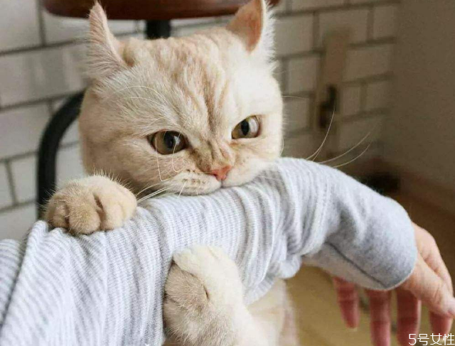 貓咬了得狂犬病的概率 被貓咬了沒打針?biāo)劳雎? alt=