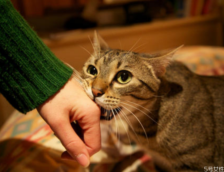 被貓抓了多久確認沒事 被貓抓傷發(fā)病的前兆 被貓抓了多久確認沒事 被貓抓傷發(fā)病的前兆