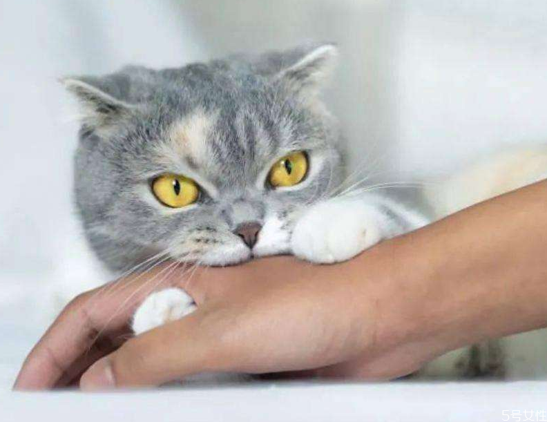 被貓抓多久內打針有效 被貓抓傷最晚多久打針 被貓抓多久內打針有效 被貓抓傷最晚多久打針