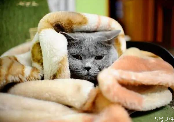 貓冬天怕冷嗎 貓咪一般多少度覺得冷 貓冬天怕冷嗎 貓咪一般多少度覺得冷