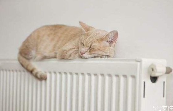 貓咪冬天需要穿衣服嗎 貓咪穿衣服有影響嗎 貓咪冬天需要穿衣服嗎 貓咪穿衣服有影響嗎