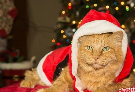 貓咪冬天需要穿衣服嗎 貓咪穿衣服有影響嗎 貓咪冬天需要穿衣服嗎 貓咪穿衣服有影響嗎