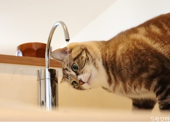 貓冬天喝冷水還是溫水 冬天貓咪喝水需要加熱嗎 貓冬天喝冷水還是溫水 冬天貓咪喝水需要加熱嗎