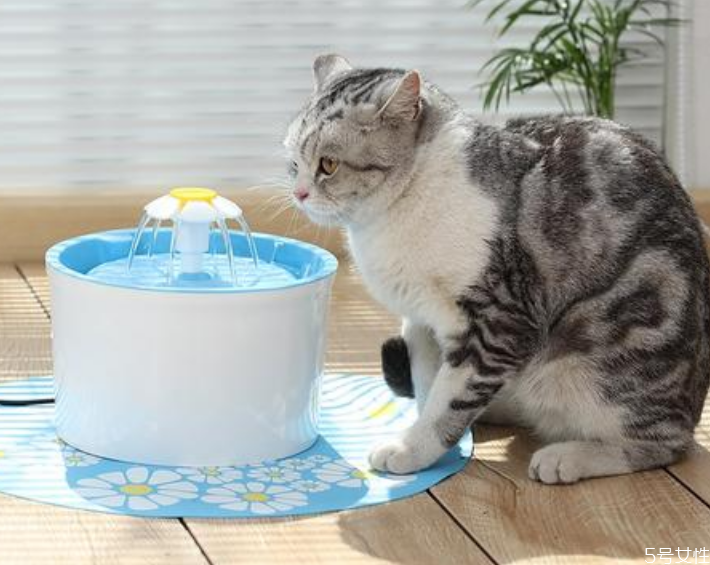 貓冬天喝冷水還是溫水 冬天貓咪喝水需要加熱嗎 貓冬天喝冷水還是溫水 冬天貓咪喝水需要加熱嗎