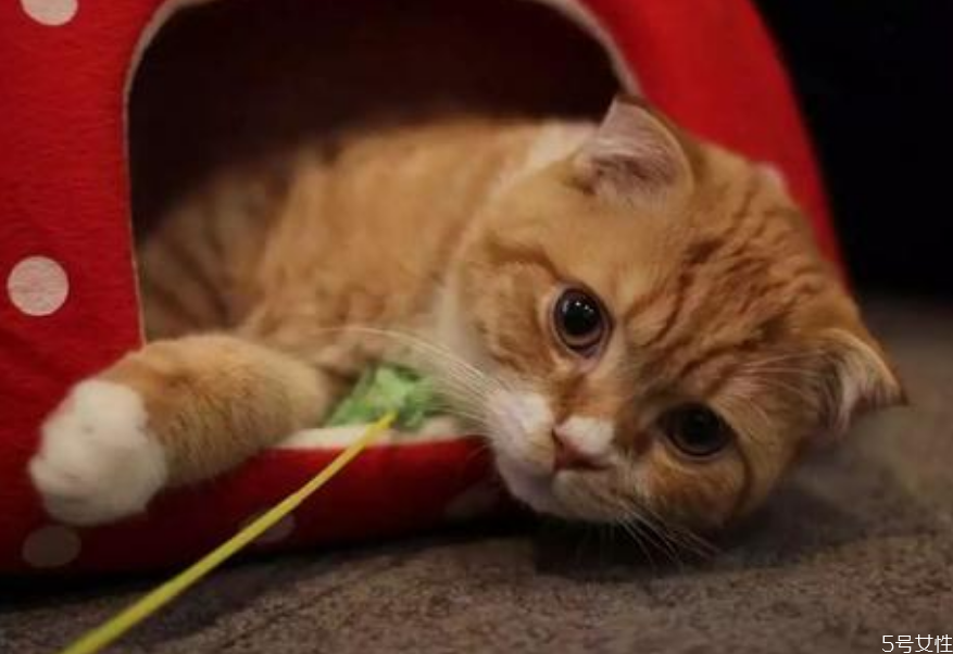 貓為什么會發(fā)出咕咕的聲音 幼貓老是發(fā)出馬達(dá)聲 貓為什么會發(fā)出咕咕的聲音 幼貓老是發(fā)出馬達(dá)聲