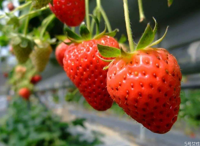 奶油草莓一年結幾次果 奶油草莓結果時間