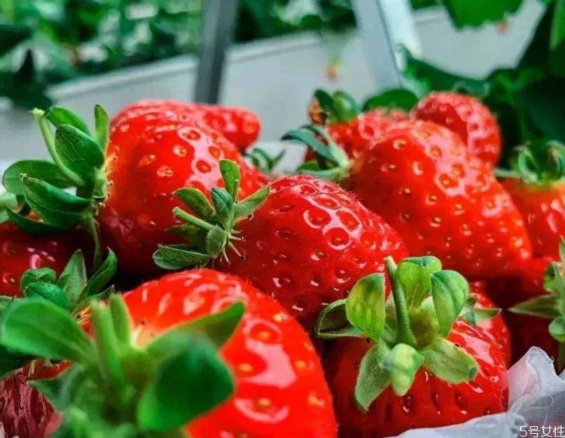 奶油草莓一年結幾次果 奶油草莓結果時間