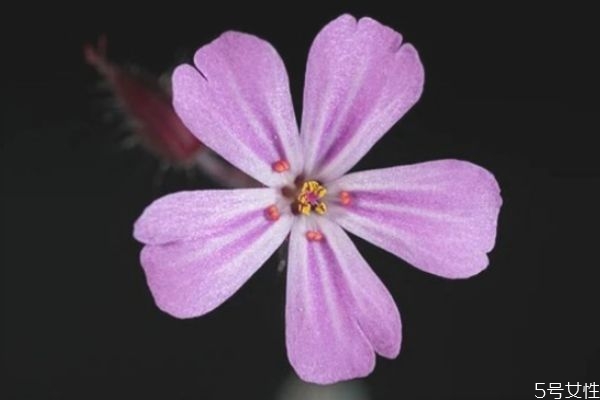 老公外面有女人聰明老婆怎么做 聰明妻子怎么做 老公外面有女人聰明老婆怎么做 聰明妻子怎么做