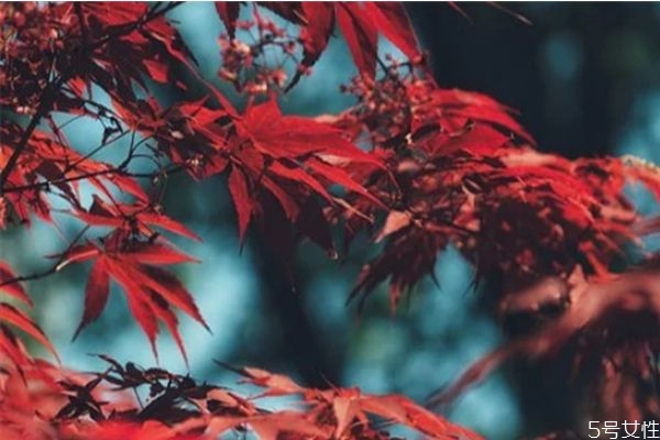 原生家庭pua是什么意思 原生家庭pua如何逃離 原生家庭pua是什么意思 原生家庭pua如何逃離