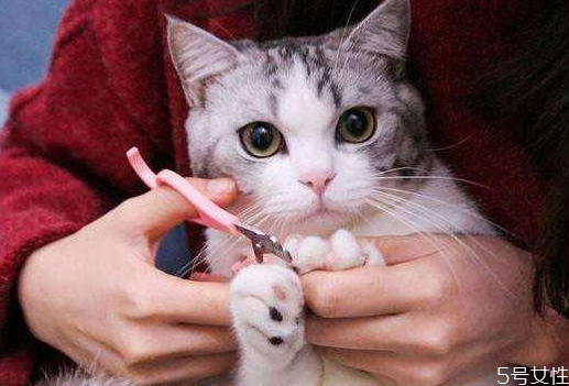 貓咪剪指甲剪出血了怎么辦 貓咪指甲出血會(huì)自愈嗎