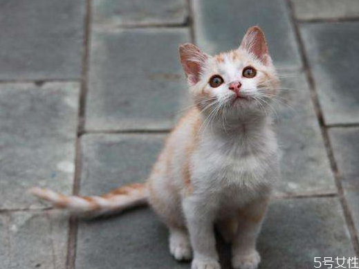 流浪貓可以帶回家嗎 流浪貓帶回家注意事項(xiàng) 流浪貓可以帶回家嗎 流浪貓帶回家注意事項(xiàng)