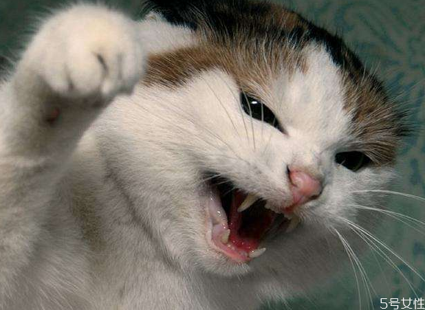 貓纏著人腿轉(zhuǎn)是什么意思 貓往人身上蹭是什么意思 貓纏著人腿轉(zhuǎn)是什么意思 貓往人身上蹭是什么意思