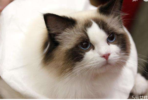 貓纏著人腿轉(zhuǎn)是什么意思 貓往人身上蹭是什么意思 貓纏著人腿轉(zhuǎn)是什么意思 貓往人身上蹭是什么意思