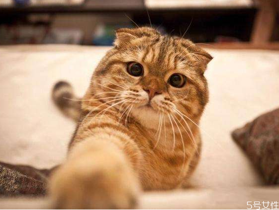 貓纏著人腿轉(zhuǎn)是什么意思 貓往人身上蹭是什么意思 貓纏著人腿轉(zhuǎn)是什么意思 貓往人身上蹭是什么意思