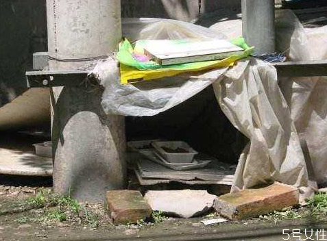 流浪貓冬天怎么過冬 怎么幫助流浪貓過冬 流浪貓冬天怎么過冬 怎么幫助流浪貓過冬