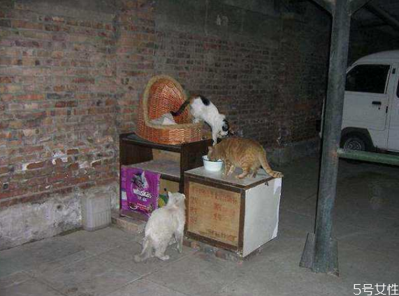 流浪貓冬天怎么過冬 怎么幫助流浪貓過冬 流浪貓冬天怎么過冬 怎么幫助流浪貓過冬