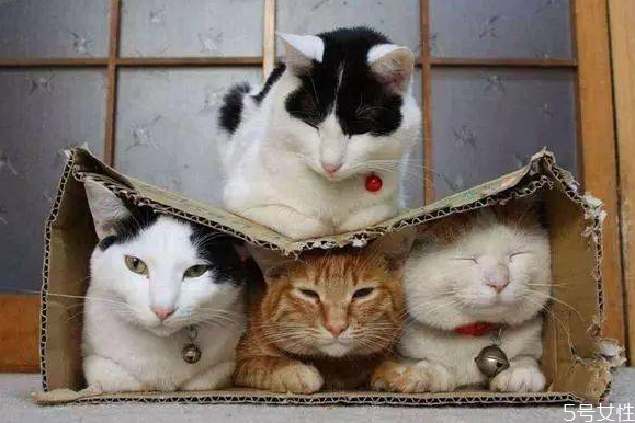 流浪貓冬天晚上睡哪里 流浪貓晚上幾點出來 流浪貓冬天晚上睡哪里 流浪貓晚上幾點出來