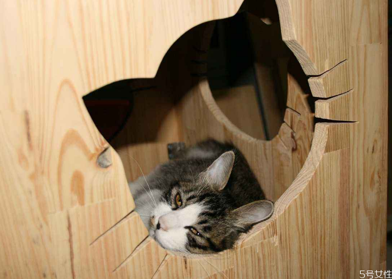 做了貓窩流浪貓會(huì)住嗎 如何讓流浪貓進(jìn)窩 做了貓窩流浪貓會(huì)住嗎 如何讓流浪貓進(jìn)窩