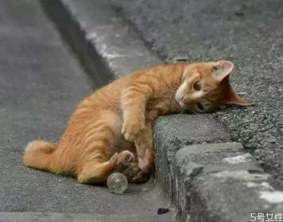 遇見流浪貓可以喂什么 給流浪貓吃火腿腸行嗎 遇見流浪貓可以喂什么 給流浪貓吃火腿腸行嗎