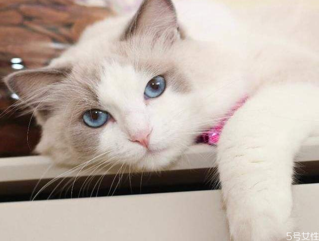 遇見流浪貓可以喂什么 給流浪貓吃火腿腸行嗎 遇見流浪貓可以喂什么 給流浪貓吃火腿腸行嗎