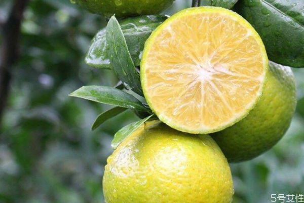 皇帝柑產地在哪里 皇帝柑是轉基因的嗎 皇帝柑產地在哪里 皇帝柑是轉基因的嗎