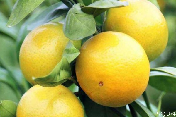 皇帝柑產地在哪里 皇帝柑是轉基因的嗎 皇帝柑產地在哪里 皇帝柑是轉基因的嗎