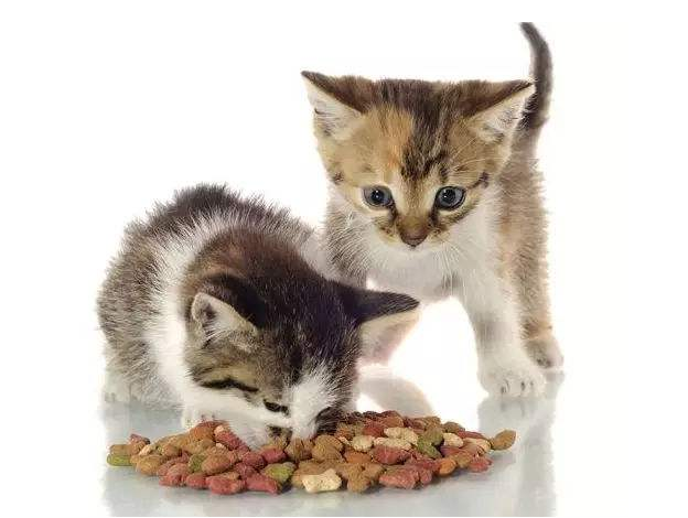 3個月小貓的正常體重 貓咪體重年齡對照表 3個月小貓的正常體重 貓咪體重年齡對照表