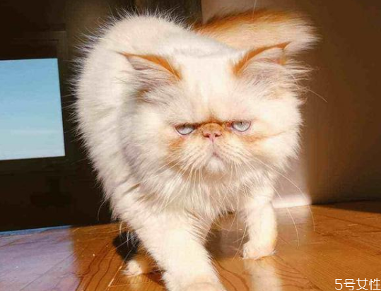 貓的道歉方式 貓咪認錯的表現(xiàn) 貓的道歉方式 貓咪認錯的表現(xiàn)