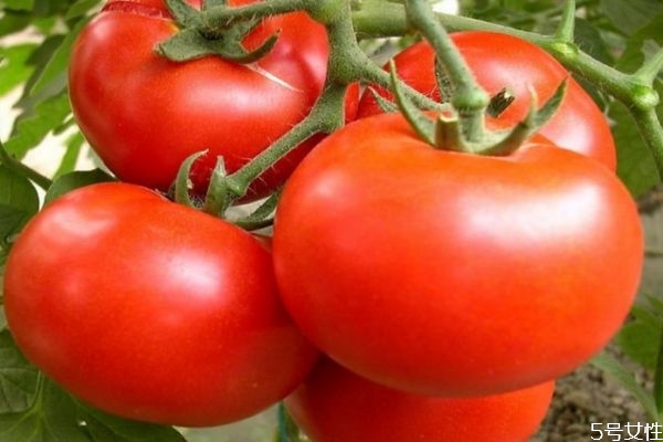 西紅柿天天吃有危害嗎 西紅柿的營養(yǎng)價(jià)值 西紅柿天天吃有危害嗎 西紅柿的營養(yǎng)價(jià)值