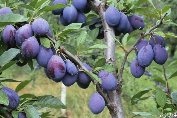 西梅一天吃幾個為宜 西梅應(yīng)該早上還是晚上吃 西梅一天吃幾個為宜 西梅應(yīng)該早上還是晚上吃