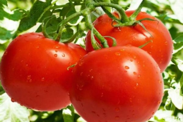 怎樣挑選西紅柿 挑選西紅柿的三個(gè)方法 怎樣挑選西紅柿 挑選西紅柿的三個(gè)方法