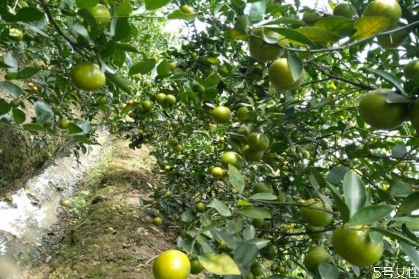 皇帝柑是酸性還是堿性 孕婦可以吃皇帝柑嗎 皇帝柑是酸性還是堿性 孕婦可以吃皇帝柑嗎