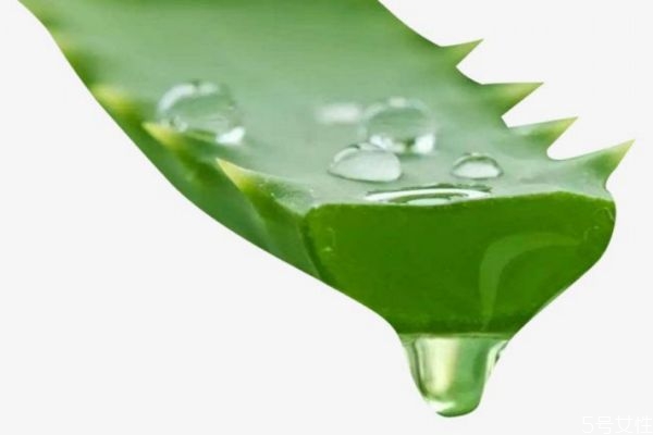 新鮮的蘆薈汁可以直接涂抹在臉上嗎 蘆薈汁直接涂臉嗎 新鮮的蘆薈汁可以直接涂抹在臉上嗎 蘆薈汁直接涂臉嗎