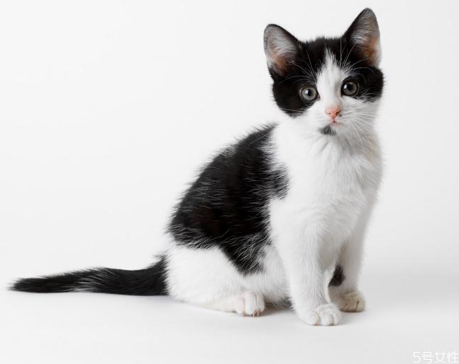 貓為什么晚上一直叫 貓晚上一直叫怎么解決 貓為什么晚上一直叫 貓晚上一直叫怎么解決