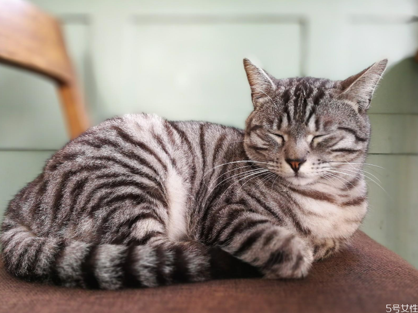 貓為什么晚上一直叫 貓晚上一直叫怎么解決 貓為什么晚上一直叫 貓晚上一直叫怎么解決