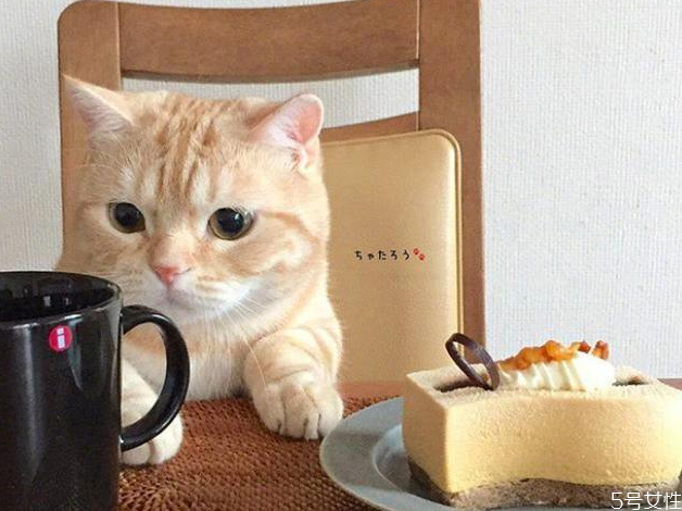 三個(gè)月小貓一天吃多少貓糧 幼貓糧30g是多少粒 三個(gè)月小貓一天吃多少貓糧 幼貓糧30g是多少粒