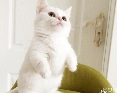 貓咪喂什么東西容易胖 貓吃什么最有營(yíng)養(yǎng)最會(huì)長(zhǎng)胖 貓咪喂什么東西容易胖 貓吃什么最有營(yíng)養(yǎng)最會(huì)長(zhǎng)胖