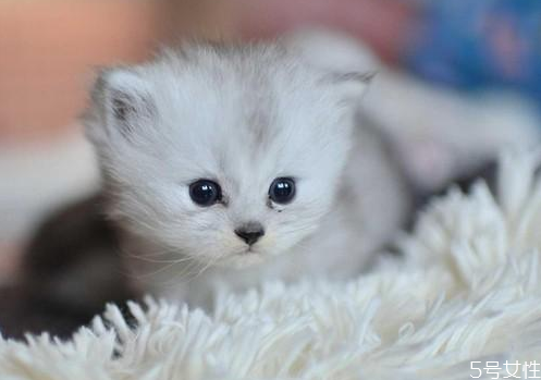 貓咪喂什么東西容易胖 貓吃什么最有營(yíng)養(yǎng)最會(huì)長(zhǎng)胖 貓咪喂什么東西容易胖 貓吃什么最有營(yíng)養(yǎng)最會(huì)長(zhǎng)胖