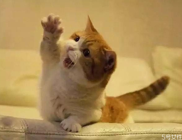 怎么確定母貓有沒有懷孕 母貓懷孕的癥狀 怎么確定母貓有沒有懷孕 母貓懷孕的癥狀