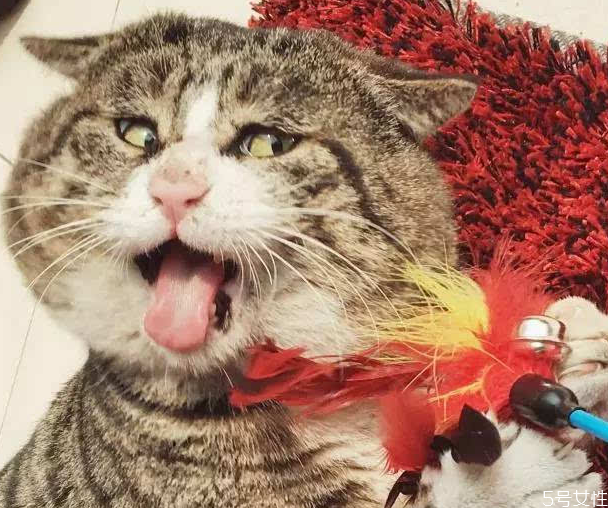 貓咪懷孕初期睡姿 母貓懷孕睡覺的姿勢 貓咪懷孕初期睡姿 母貓懷孕睡覺的姿勢