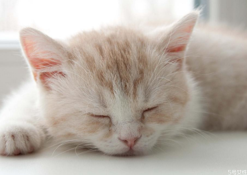 貓咪懷孕初期睡姿 母貓懷孕睡覺的姿勢 貓咪懷孕初期睡姿 母貓懷孕睡覺的姿勢