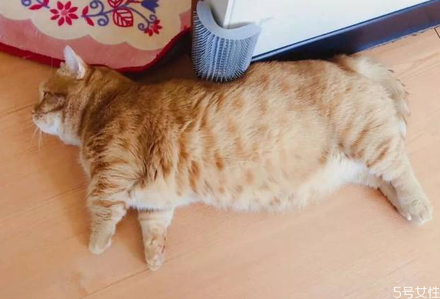 貓懷孕禁止吃什么 母貓第一胎注意事項 貓懷孕禁止吃什么 母貓第一胎注意事項