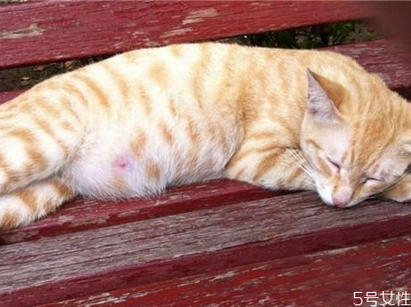 貓懷孕禁止吃什么 母貓第一胎注意事項 貓懷孕禁止吃什么 母貓第一胎注意事項