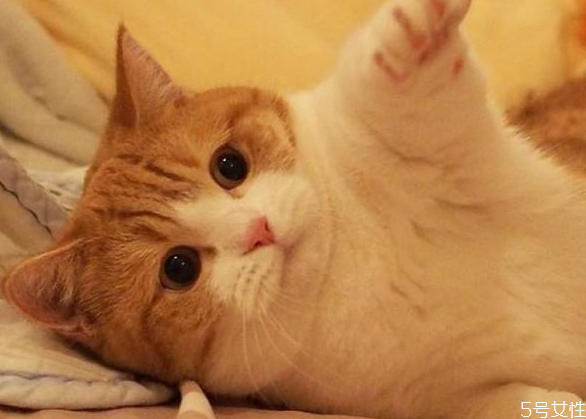 貓咪流產(chǎn)自己會(huì)好嗎 貓流產(chǎn)了怎么處理 貓咪流產(chǎn)自己會(huì)好嗎 貓流產(chǎn)了怎么處理